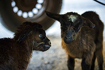 Two baby goats standing together