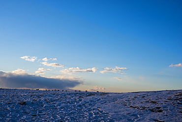 Scenic view of snow covered grassland, Plum Island, Parker River Wildlife Refuge, Newburyport, Massachusetts, USA