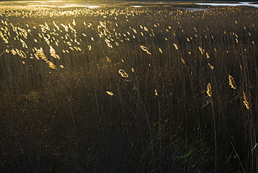 Scenic view of grass at sunset, Plum Island, Parker River Wildlife Refuge, Newburyport, Massachusetts, USA