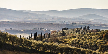 Typical Tuscan landsape with olive groves.