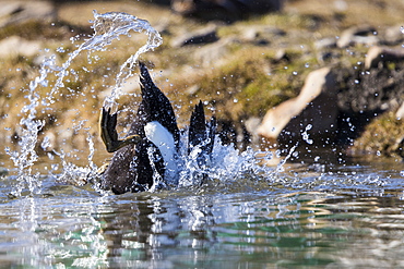 Beautiful nature photograph of common eider (Somateria mollissima) bird in water, Longyearbyen, Svalbard and Jan Mayen, Norway