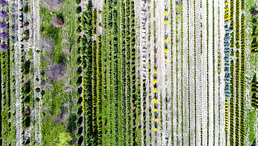 Aerial view of tree nursery, Genolier, Vaud Canton, Switzerland