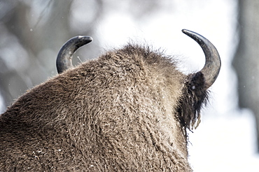 Beautiful nature photograph of back of head of European bison (Bison bonasus), Armenis, Caras-Severin, Romania