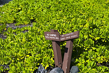 Turtle nesting signs and no camping allowed beyond this point at Halape Beach, a protected wildlife reserve where camping is allowed in Hawaii Volcanoes National Park on the Big Island