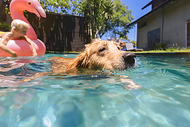 View of single dog swimming in pool