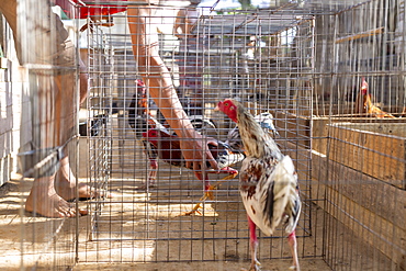 Cock in cage at cock fighting training arena, Vinales, Pinar del Rio Province, Cuba