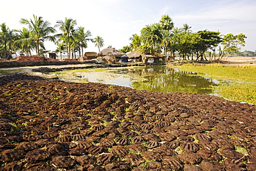 Cow dung belonging to subsistence farmers in the Sundarbans, a low lying area of the Ganges Delta in Eastern India, that is very vulnerable to sea level rise. The cow dung is used as biofuel in traditional clay ovens