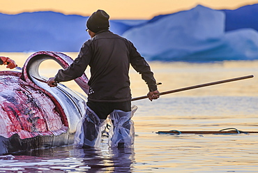 Professional hunters having killed a whale for the local market of Greenland. Quotas are in application and these hunts are regulated by the government