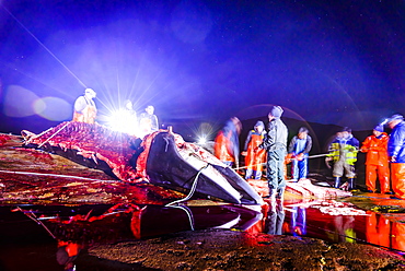 Professional hunters having killed a whale for the local market of Greenland. Quotas are in application and these hunts are regulated by the government