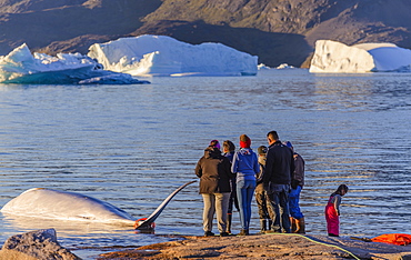 Professional hunters having killed a whale for the local market of Greenland. Quotas are in application and these hunts are regulated by the government