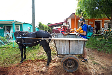 Two men loading fresh papayas on horse cart, Vinales, Pinar del Rio Province, Cuba