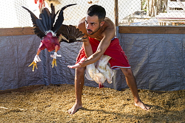 Cock training at arena before cock fighting, Vinales, Pinar del Rio Province, Cuba