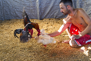 Cock training at arena before cock fighting, Vinales, Pinar del Rio Province, Cuba