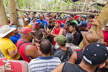 Crowd of people gathered around cock that gets weighted before cockfight, Vinales, Pinar del Rio Province, Cuba