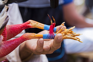 Close up shot of talon getting attached to cock before cockfight, Vinales, Pinar del Rio Province, Cuba