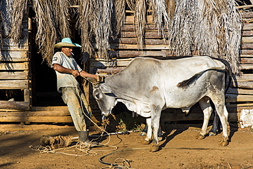 Side view of farmer preparing oxen for fieldwork, Vinales, Pinar del Rio Province, Cuba