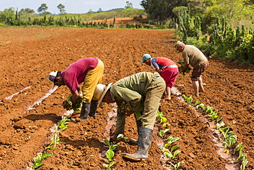 Side view of small group of busy tobacco farmers planting tobacco in field, Vinales, Pinar del Rio Province, Cuba