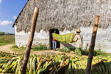 Two men carrying tobacco leaves in plantation, Vinales, Pinar del Rio Province, Cuba