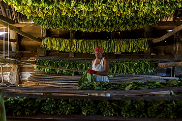 Mature woman wearing headscarf threading and drying tobacco leaves, Vinales, Pinar del Rio Province, Cuba