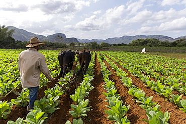 Farmer using cattle to plow vast tobacco field, Vinales, Pinar del Rio Province, Cuba