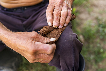 Mid section of man rolling cigar, Vinales, Pinar del Rio Province, Cuba