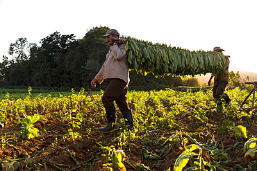 Two men carrying tobacco leaves in plantation, Vinales, Pinar del Rio Province, Cuba