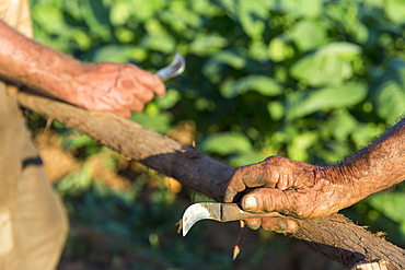 Hands of two men carving wooden pole, Vinales, Pinar del Rio Province, Cuba