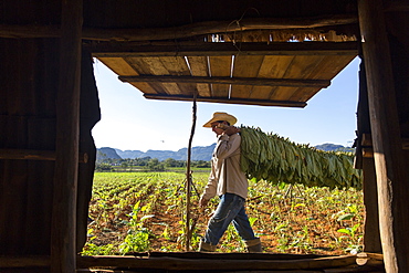 Man carrying tobacco leaves seen through open window of simple cottage, Vinales, Pinar del Rio Province, Cuba