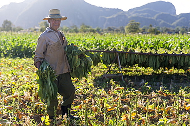 Portrait of mature man harvesting tobacco in plantation, Vinales, Pinar del Rio Province, Cuba