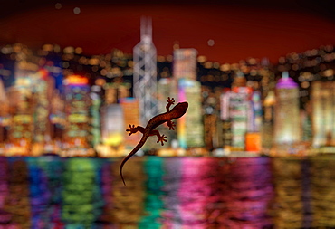 Lizard on hotel room window with blurred modern cityscape backdrop at night, Hong Kong, China