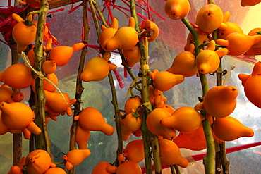 Photograph of lots of nipplefruit (Solanum mammosum)