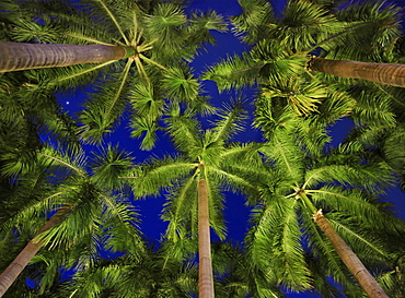 View from below of palm trees at night, Makati, Philippines