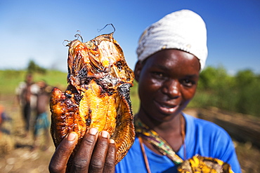 Dried cat fish for sale in the Shire Valley, Malawi.