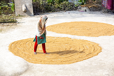 A woman drying her rice crop in the Sunderbans, Ganges, Delta, India, the area is very low lying and vulnerable to sea level rise.