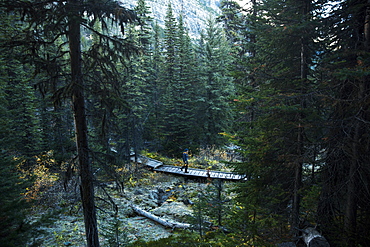 Hiker crossing forest boardwalk of Paradise Valley in Banff National Park, Lake Louise, Alberta, Canada