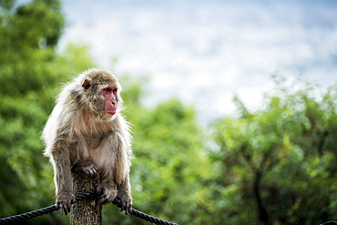 Portrait of monkey sitting on wooden pole and looking away, Arashiyama, Kyoto, Japan