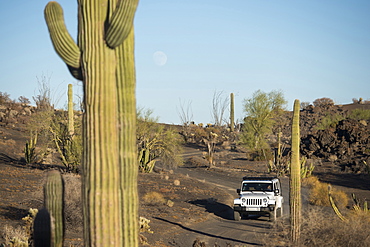 Jeep driving on dusty path amidst cacti in desert, Â PinacateÂ Reserve, Sonora, Mexico