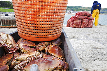 A fisherman landing whelks destined for the Asian market, as well as crabs and lobster on the Cob at Lyme Regis, part of the World Heritage site of the Jurassic Coast, Dorset, UK.