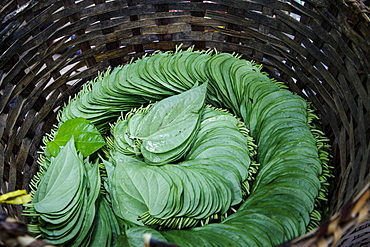 A basket of leaves are organized in a traditional manner near Inle Lake, Myanmar