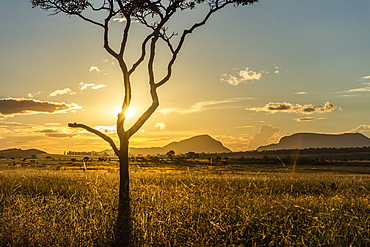 Sunset on beautiful cerrado vegetation landscape with tree silhouette, Chapada dos Veadeiros, Goias, Brazil