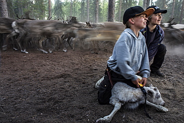 Each summer the Sami reindeer herders of Northern Scandinavia face the challenge of ear-marking each of the new calves born to their herd. Using the ancient mark of their family, the small carvings made in the ears allow the herders to recognise their herd whilst they graze. It's a daunting task given the number of reindeer they are responsible for and the vast distances they cover as they graze across the mountain pastures north of the Arctic Circle.Sweden?????s indigenous Sami reindeer herders are demanding state aid to help them cope with the impact of this summer?????s unprecedented drought and wildfires, saying their future is at risk as global warming changes the environment in the far north. The Swedish government this week announced five major investigations aimed at preparing the country for the kind of extreme heatwave it experienced in July, when temperatures exceeded 30C (86F) and forest fires raged inside the Arctic circle.