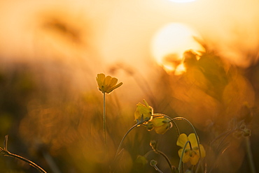 Close-up of beautiful wildflowersÂ at sunset, Lofoten Islands, Norway