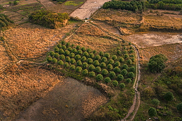 Aerial view of rows of trees, Yangshuo, Guangxi Province, China