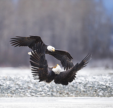 two bald eaglesÂ (HaliaeetusÂ leucocephalus)Â fighting