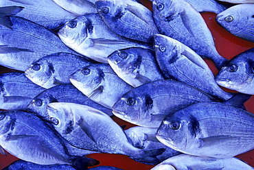 Fresh fish for sale in the seaside resort town of Bodrum.