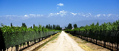 Rows of grapevines stand in the shadow of the Andes mountains in the Lujan de Cuyo area of Mendoza, Argentina on December 12, 2007.