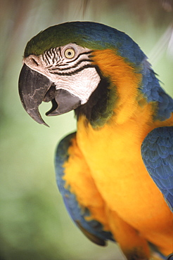 A blue and gold macaw, an endangered species, at the Nassau zoo in the Bahamas.