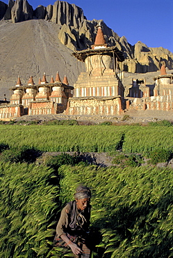 Woman walks through barley field at the base of Chortens that mark the entrance to Tangye village in the remote Kingdom of Mustang, Nepal.