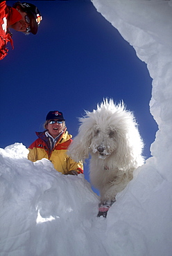 An avalanche rescue dog, trained to sniff out victims buried in avalanches, finds a buried practice victim buried in the snow on the slopes of Snowmass Ski Resort, near Aspen, Colorado