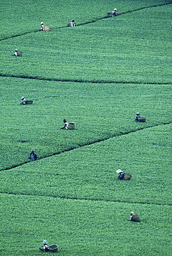 Tea pluckers at work on a tea plantation near Kericho in western Kenya.